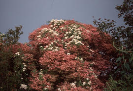 Acer palmatum and Clematis montana