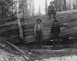 [Three loggers posing with fallen tree]