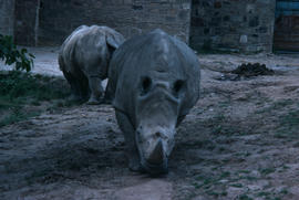 Wildlife : rhinoceros, Chester Zoo