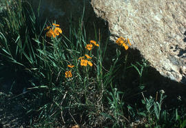 Erysimum : wallflower