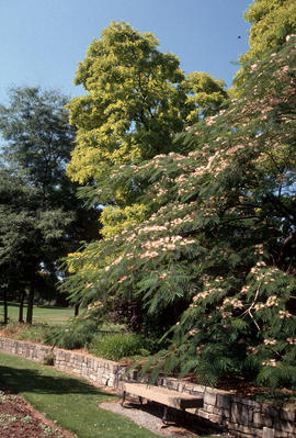 Albizia julibrissin