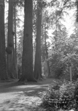 [Trail through trees] in Stanley Park