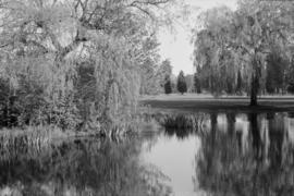 Pond in Memorial Park