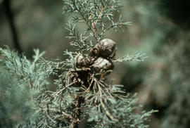 Cupressus duclouxiana (cupressaceae) : Plant Research Institute, Kunming