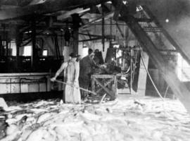 [Interior of a fish cannery]