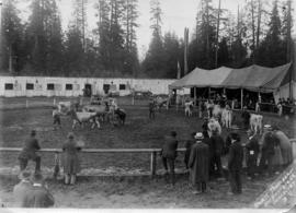 PNE show ring : [livestock ring on Vancouver Exhibition grounds]