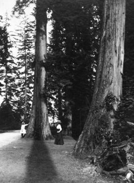 [Woman and girl looking at large tree in Stanley Park]