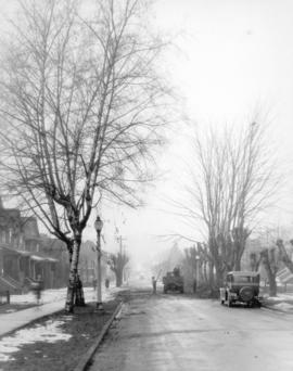 View of tree pruning in progress