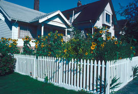 Gardens - Canada : sunflowers and cottage