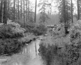 Head of Creek, Stanley Park