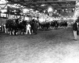 Horse and wagon teams in combined driving competition, P.N.E. Horse Show