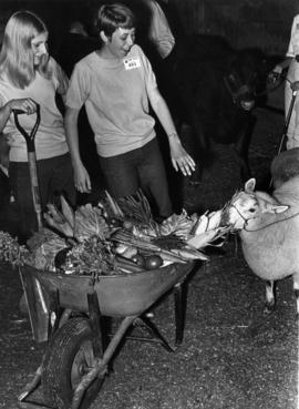 Elaine Clay, Mary McNair : [4-H club members with vegetables and sheep]