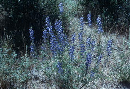 Lupinus sparsiflorus, Arizona