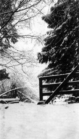 Winter snow scene with trees