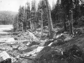 Coquitlam Dam clearing on west side of lake between dam and tunnel