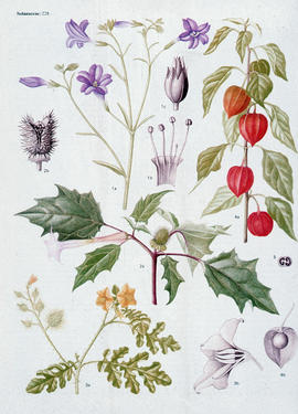 Botany : Solanaceae