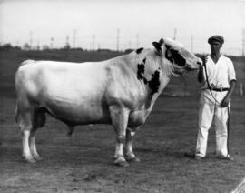 Man with light-colored bull