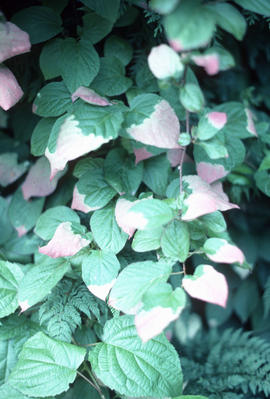 Actinidia kolomickta