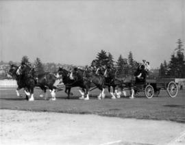 Six-horse team pulling M.T. Co. wagon