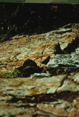 Wildlife : chough at Holyhead