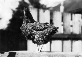 Barred hen in poultry competition