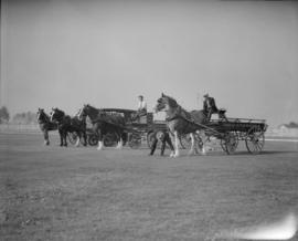 Canada Pacific Exhibition [One horse teams pulling wagons being judged, including Crystal Dairy a...