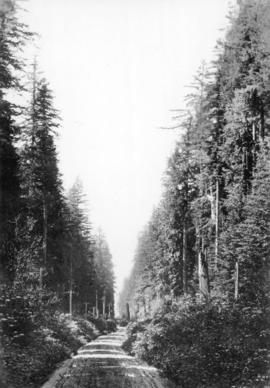 [View of the "Green Timbers" on Yale Road (Pacific Highway)]