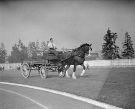 Canada Pacific Exhibition [Horse pulling a crystal Dairy wagon]