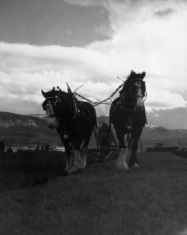 Clydesdale's plowing at Minnekhada