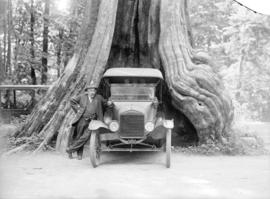 [Man standing next to car backed into Hollow Tree at Stanley Park]