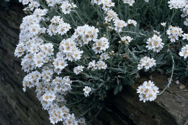 Achillea argentea