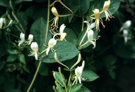 Lonicera japonica Xian Great Mosque