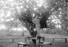 [Men and women in tree in Tom Turner's orchard, Moodyville (North Vancouver)]