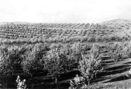 An orchard near Penticton