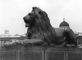 [Lion at the base of Nelson's Column in Trafalgar Square]