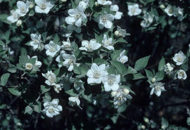 Deutzia parviflora