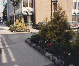 Final pictures [of new gardens at 1477 West Pender Street]