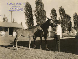 Horse, foal and groom at Minnekhada stables