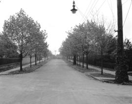 [View of West 16th Avenue near Maple Street]