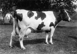 Aurora Mechthilde - Grand Champion cow 1918 Summer Show