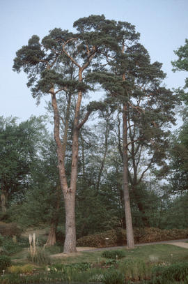 Pinus sylvestris : Scots pine, Wakehurst