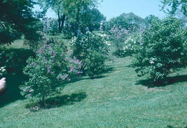 Gardens - Canada : Royal Botanical Gardens, Hamilton Ontario