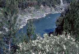 Pinus attenuata [at] Klamath River Oregon