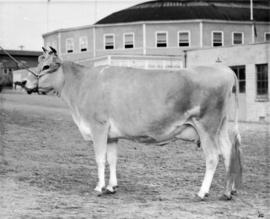 Light-colored cow by Livestock building