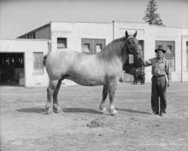 C.P. Exhibition [Draft horse in hand]