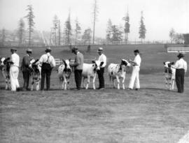 Line of men with cattle in livestock ring