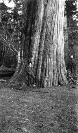 Big Tree Stanley Park