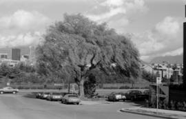 Salix babylonica [West 7th Avenue]