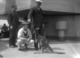 [H.M.S. "Hood" visit] sailor and kangaroo