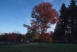 Acer saccharum